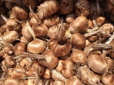 500 Bulbi di Zafferano 10/11