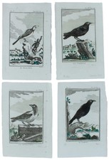 CORVIDI: 4 Tavole originali acquerellate tratte dalla STORIA NATURALE. Buffon Ge