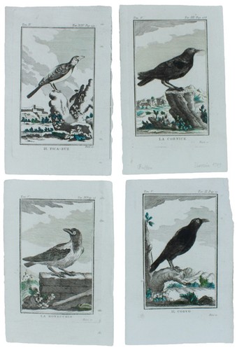 Corvidi tavole originali - 4,