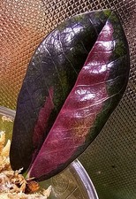 Zamioculcas Zamiifolia Nero Corvo Rosa Variegata Y1