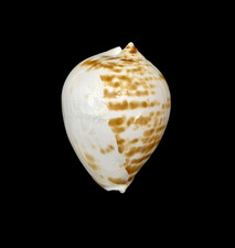 Conchiglia shell cypraea - shell, zoila