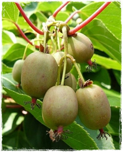 Pianta mini kiwi - pianta, di
