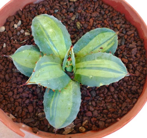 Agave parryi ssp - agave,