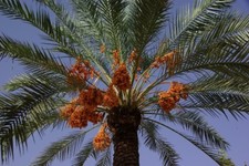 10 SEMI DI PALMA DA DATTERI -