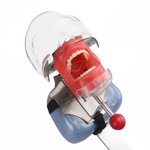 Simulatore dentale modello - dentale,