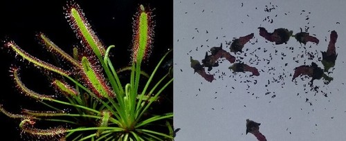 Semi drosera capensis - drosera,