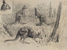 Fritz Berger disegno canguro