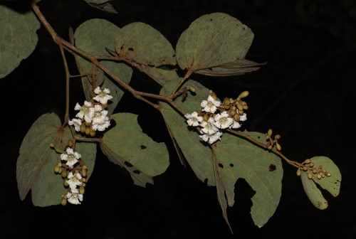 Rare graines bauhinia - rare,