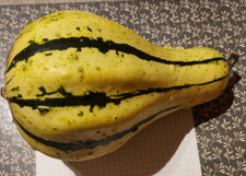 10 semi Zucca Ornamentale 5