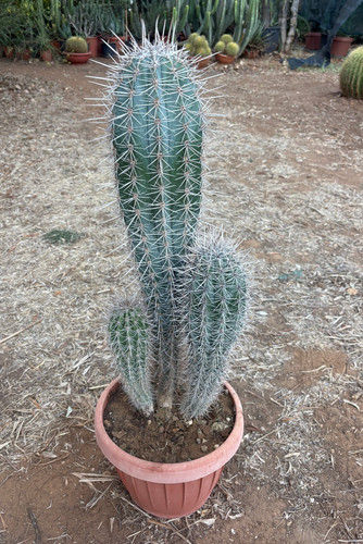 Pachycereus pringlei cactus - pachycereus,