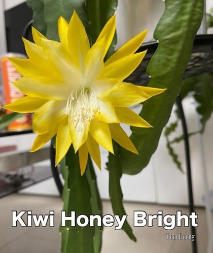 Epiphyllum kiwi honey bright - epiphyllum,