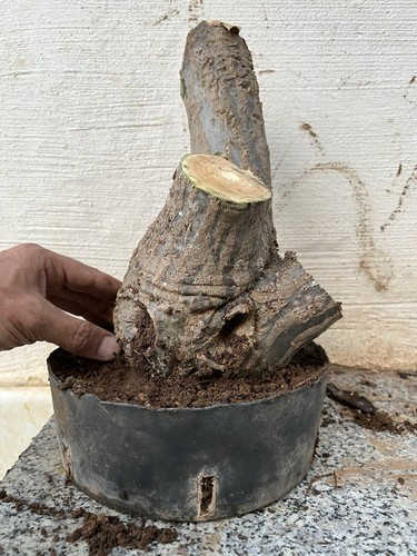Bonsai plumeria tricolore - bonsai,