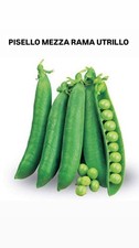 SEMI PISELLO MEZZA RAMA UTRILLO NO OGM VARIETA' MEDIO PRECOCE ADATTO X CONGELAZI