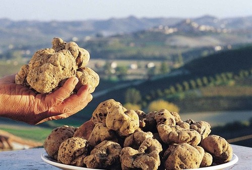 Tuber magnatum tartufo micelio - tuber,