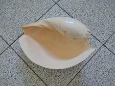 Conchiglia Shell Voluta MELO UMBLICATUS  mm 285  Australia