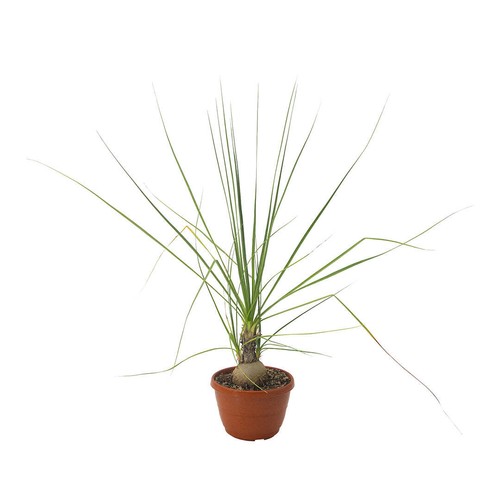 Beaucarnea gracilis zampa di - zampa,