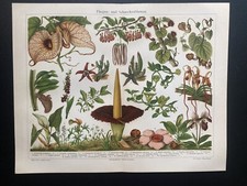 Grafica originale Flora: fiori