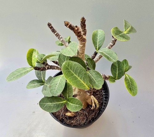 Adenium baobab rosa - rosa, del