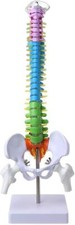 Modello di colonna vertebrale