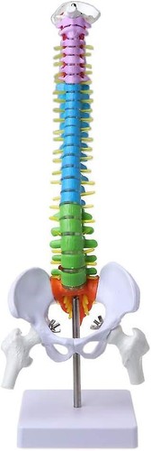 Modello colonna vertebrale - di,