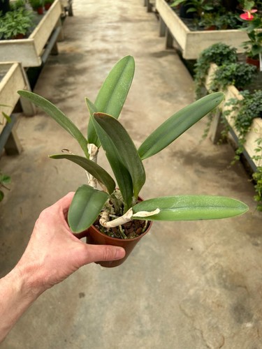 Cattleya species glauca top - cattleya,