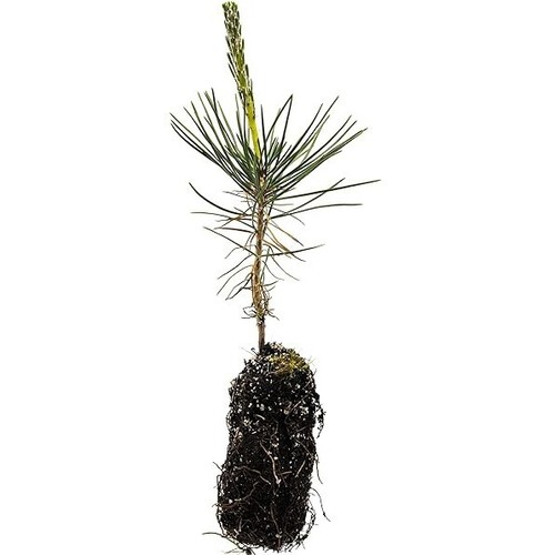 Pinus jeffreyi pine - 3,