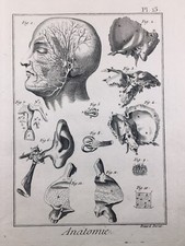 Anatomia 1779 Neurologia