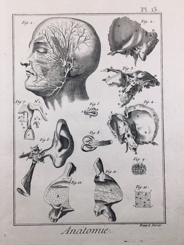 Anatomia 1779 neurologia - 1779,
