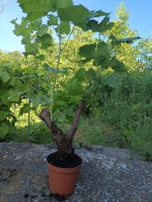Vite uva bonsai - uva, vaso