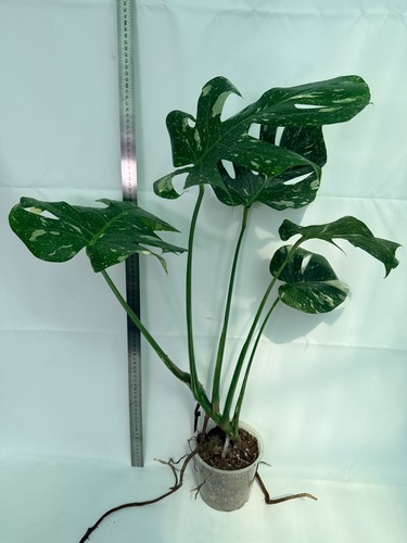 Monstera thai constellation - monstera,