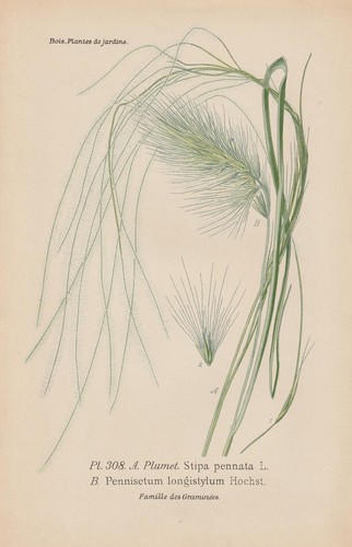 Flausch federgras stipa - flausch-federgras, (stipa