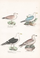 Larus Gabbiani Uccelli