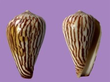 Conidae, Conus zebroides