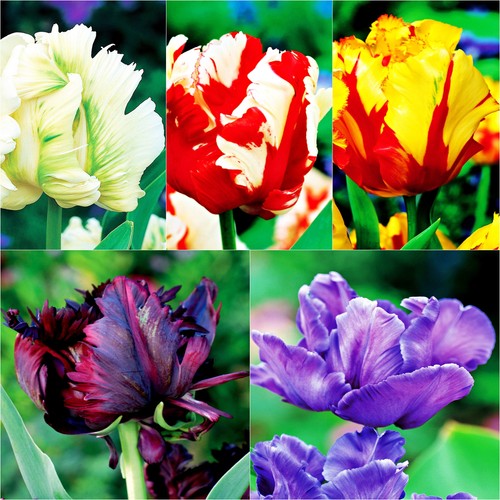 Tulipani bulbi fiori - tulipani, di