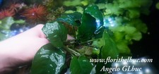 Anubias Barteri Barteri Mother