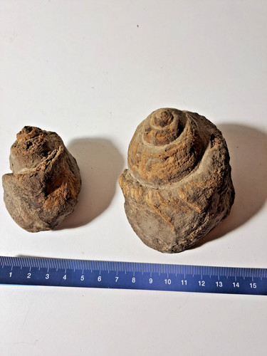 Conchiglie fossili limnea - conchiglie,