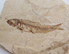 Pesce, Bolcaichthys