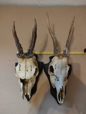 Trofeo Capriolo Su Base Scudetto Legno