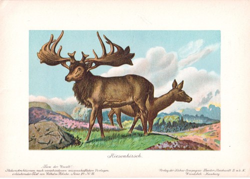 Stampa antica tiere der urwelt - stampa,
