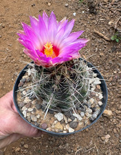 Thelocactus bicolor cactus - thelocactus,