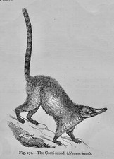 Mammalia the coati - mammalia,