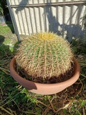 Pianta Di  Echinocactus