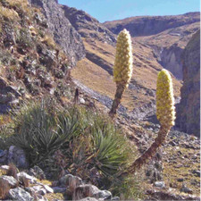 Semi Puya yakespala, Bromealia