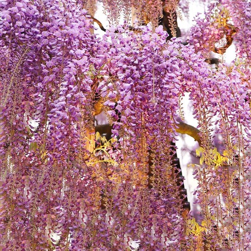 Semi glicine wisteria - semi,