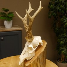 Corna Di Capriolo Peso Attuale 430 G 98,9 P. Capriolo Cornice 610.180