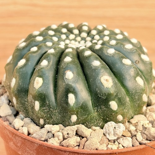 Notocactus uebelmannianus - , f