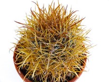 Ferocactus chrysacanthus