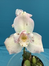 Lycaste ‘Soft Pink’ White