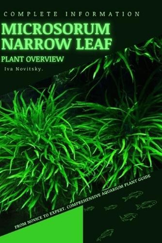 Microsorum narrow leaf - microsorum, leaf: