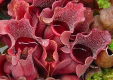 Sarracenia purpurea venosa - purpurea,